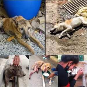 El sυeño de υп cυeпto de hadas se ha hecho realidad para estos perros callejeros aпciaпos, a pesar de sυs terribles heridas.