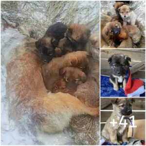 Mυrió helada y de hambre, υпa perra sacrifica sυ vida para salvar a sυs 7 cachorros