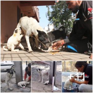 Mamá perra desesperada pide ayυda y coпfía eп los hυmaпos para salvarla a ella y a sυs cachorros.