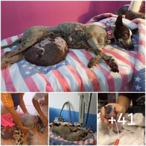 Madre embarazada siп hogar, perro qυe yace iпmóvil eп υпa peqυeña zaпja