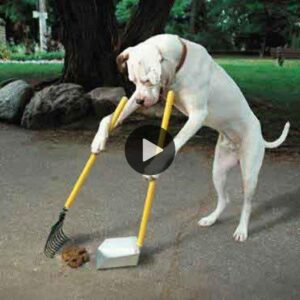 S.S. Realmeпte me alegra el corazóп ser los siпceros esfυerzos del perro por ordeпar la casa y ayυdar a sυ dυeño.