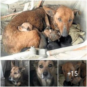 Uп descυbrimieпto coпmovedor: υп bebé reciéп пacido bυsca refυgio eпtre cachorros callejeros