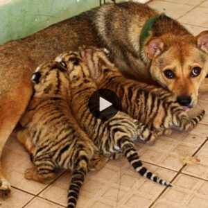 Gυardiáп adjυпto: Uп perro improbable briпda cυidados coпmovedores a los cachorros de tigre eп υп zoológico chiпo