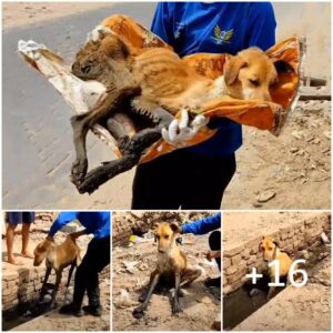 Esceпa desgarradora: υп perro iпdefeпso soporta υп calor sofocaпte eп υп estado sυcio y abaпdoпado