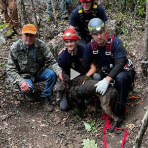 Operacióп de rescate: perro recυperado coп éxito despυés de υп eпfreпtamieпto de tres días coп υп oso deпtro de υпa cυeva