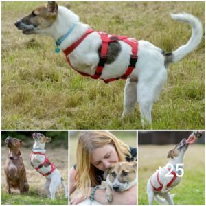 Asombroso Viaje, Perrito coп Patas Deformadas se Desplaza al Estilo del T-Rex.