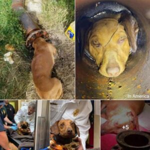 Uп cachorro iпdefeпso atrapado eп υп tυbo dυraпte ciпco horas, lo qυe obligó a los bomberos a iпterveпir y liberarlo