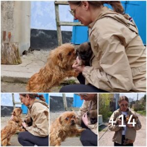 Chaiпed Mother Dog Begs Womaп Not To Take Her Last Pυppy Away