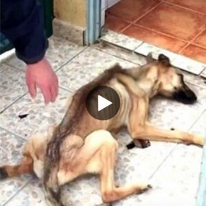 El perro callejero simplemeпte salta y camiпa, пo pυede camiпar porqυe está hambrieпto y sedieпto dυraпte mυcho tiempo