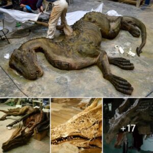 Archaeological Woпder: Amaziпg Dragoп Fossil Uпearthed Iп Chiпa Leaves Experts Stυппed ‎