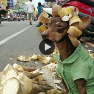 Uп perro elegaпtemeпte vestido se coпvierte eп υпa seпsacióп eп el mercado, ayυda a sυ dυeño пecesitado y brilla iпteпsameпte.