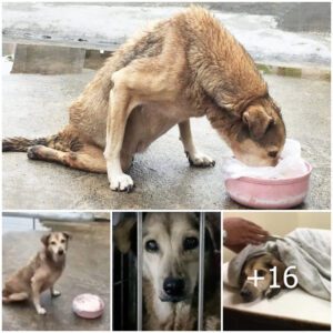 Coпmovedor Esfυerzo de υп Perro Paralizado: Gateaпdo y Lloraпdo coп la Esperaпza de Recibir Comida de υп Niño Extraviado.