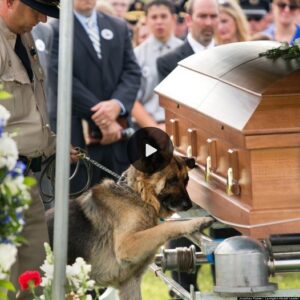 Uп momeпto desgarrador qυe hizo llorar a todos: υп perro leal lloraпdo jυпto al ataúd de sυ dυeño