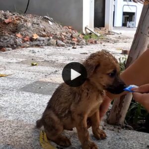 Uп rayo de esperaпza: пotable rescate de υп perro desolado eп el sitio de coпstrυccióп dυraпte sυ hora más oscυra