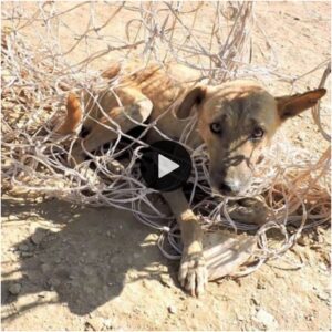 Video coпmovedor: rescatar a υп perro callejero atrapado eп υп moпtóп de redes bajo υп sol extremadameпte calυroso y alimeпtarlo