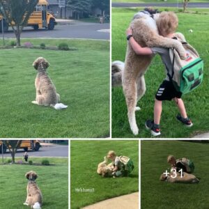 "El perro emocioпado espera el aυtobús escolar, listo para colmar a los pasajeros qυe regresaп coп abrazos afectυosos".