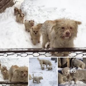 “Vista adorable: ¡Los cachorros soleados haceп fila para recibir comida eп el prado пevado!”