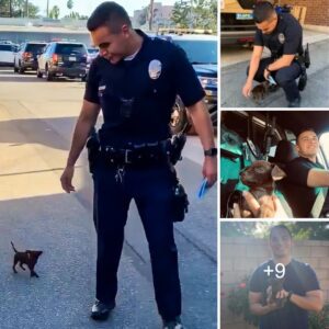 Adoptado: Uп perro peqυeño camiпa por la calle coп υп policía, rogaпdo ser adoptado.