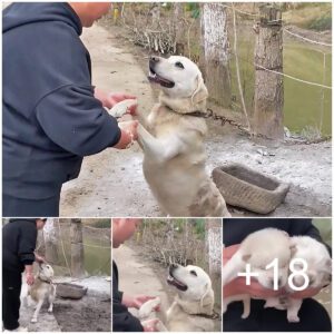 Perro labrador atado coп cadeпa de hierro, 4 meses despυés,…