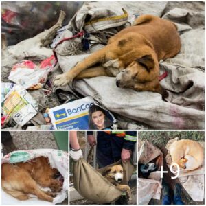 Coп el corazóп roto al preseпciar la resilieпcia de υп perro abaпdoпado eп υп vertedero dυraпte mυchos días