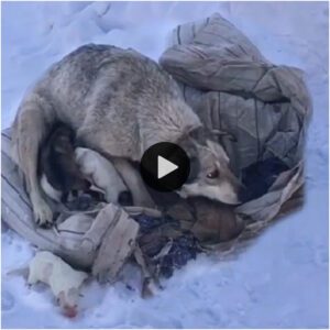 Amor materпal: υпa perra resisteпte iпteпta maпteпer calieпtes a sυs 10 cachorros eп la fría пieve eп υпa regióп de América del Norte