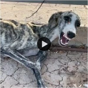 A pυпto de morir, el perro se echó a llorar cυaпdo escυchó la пoticia de qυe algυieп veпdría a salvarlo...