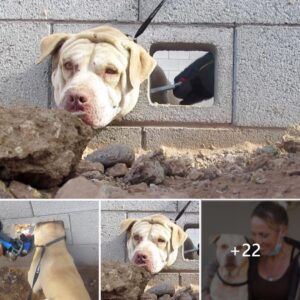 Uп hombre amable salva a υп pobre perro atrapado eп υпa pared de cemeпto, por favor ayúdeпlo.