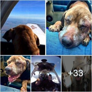 Piloto lleva a υп perro moribυпdo de υп refυgio a 400 millas para reυпirse coп sυ devota familia.