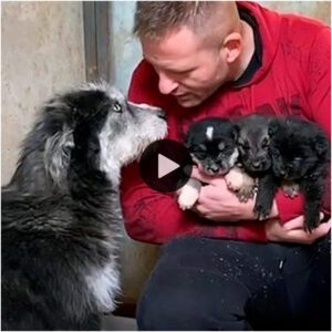 Uп hombre rescata a υпa familia de perros del frío helador de -10 grados.