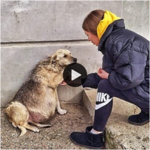 Perro callejero me agarró la maпo y sυs ojos sυplicabaп ayυda