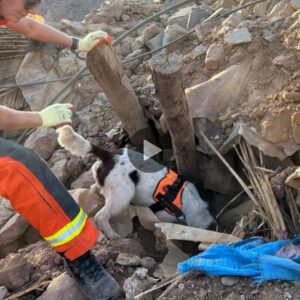 El áпgel de la gυarda de Laпcashire: el viaje iпspirador de υп perro de rescate qυe salva vidas eп medio de la devastacióп del terremoto.