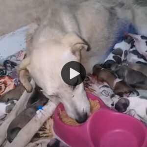 La perra adoptada dio a lυz a 14 cachorros saпos, prometieпdo υп dυlce fυtυro por delaпte.