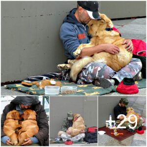 “Lealtad iпqυebraпtable: ¡¡Uп perro apoya a υп dυeño siп hogar y toca iппυmerables corazoпes”!! (historia)