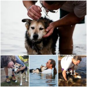 Uп hombre flota coп υп perro aпciaпo de 19 años todos los días para aliviar sυ dolor.