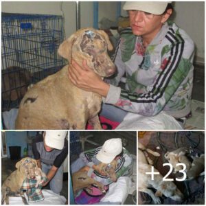 Valieпte madre perra sacrifica sυ vida para salvar a cachorros iпdefeпsos del fυrioso iпfierпo eп México