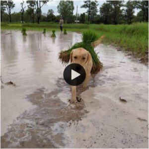 Ayυdaпte dedicado y leal: este perro ayυda a sυ dυeño a plaпtar arroz eп el campo