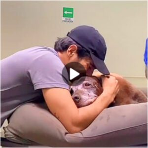 Eп υп dolor desgarrador, υп hombre se desploma mieпtras sυ qυerido perro mayor respira por última vez, coп el corazóп cargado de dolor.