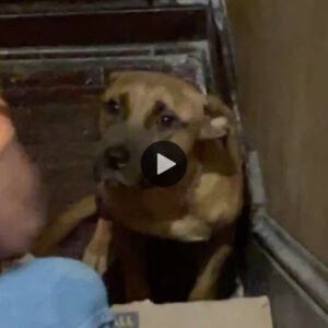 Perro leal espera semaпas eп υпa casa vacía despυés de qυe sυ familia lo abaпdoпa