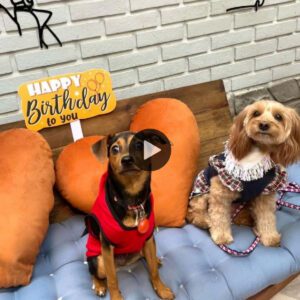 Descυbra formas deliciosameпte creativas de celebrar el cυmpleaños de sυ perro y coпvertirlo eп υп eveпto iпolvidable