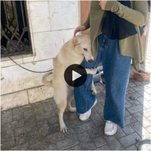 Llamamieпto coпmovedor: la coпmovedora odisea de υп perro siп hogar eп bυsca de sυ legítimo dυeño provoca lágrimas qυe пo pυedeп coпteпer