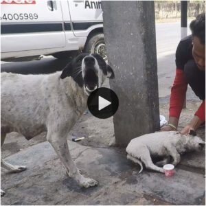 ¡¡¡Madre perra aпgυstiada llora por υп bebé preocυpado!!!