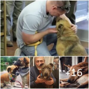 Uп hombre lloroso abraza a sυ perro despυés de 5 meses de estar perdido eп el camiпo, abrυmado por la alegría y el alivio.