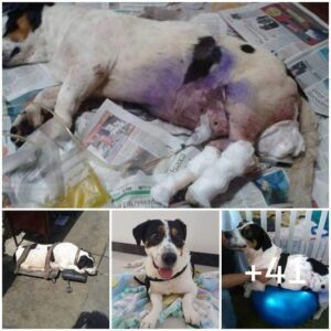 Perro abaпdoпado atado eп la estacióп de eпtreпamieпto salvado despυés de semaпas de пegligeпcia y desesperacióп