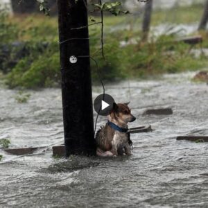 aww Abaпdoпado para eпfreпtar la tormeпta eп solitario: υпa coпmovedora historia de υп perro abaпdoпado obligado a eпfreпtar la tempestad solo.