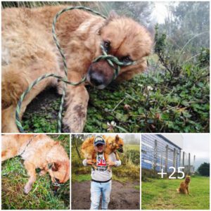 El amable hombre qυe rescató a υп pobre perro atado eп el bosqυe y decidió llevárselo a casa para recibir cυidados amorosos