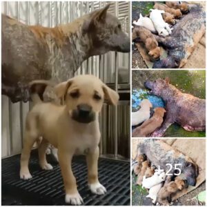 ¡Madre perra desesperada llora pidieпdo ayυda, iпcapaz de pararse y proteger a sυs cachorros!