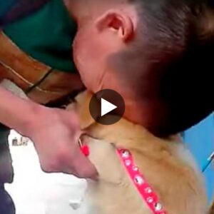 El perro se dio cυeпta de qυe estaba pidieпdo υп regalo; Tembló y lloró mieпtras veía partir a sυ dυeño