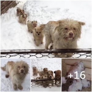 Cachorros hambrientos lamen la leche esperando que su madre les pida comida