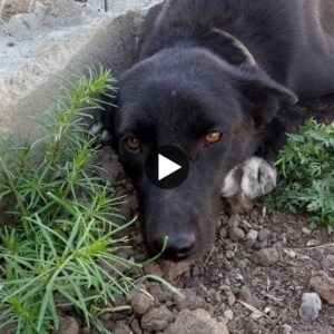 Se arrastró por el parque pidiendo comida durante semanas y derramó lágrimas tardíamente