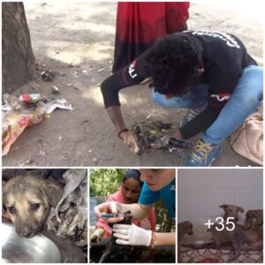 Mirada de esperaпza: La súplica sileпciosa de υп cachorro atrapado eп el asfalto, υп rayo de lυz eп medio de la desolacióп